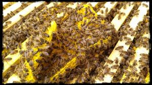 kreative Bienen