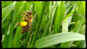 pollenbeladen