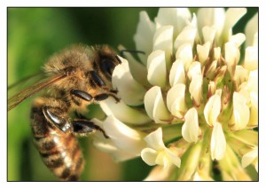 Biene auf Klee