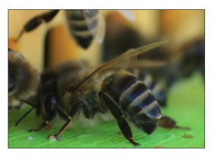 sterzelnde Biene